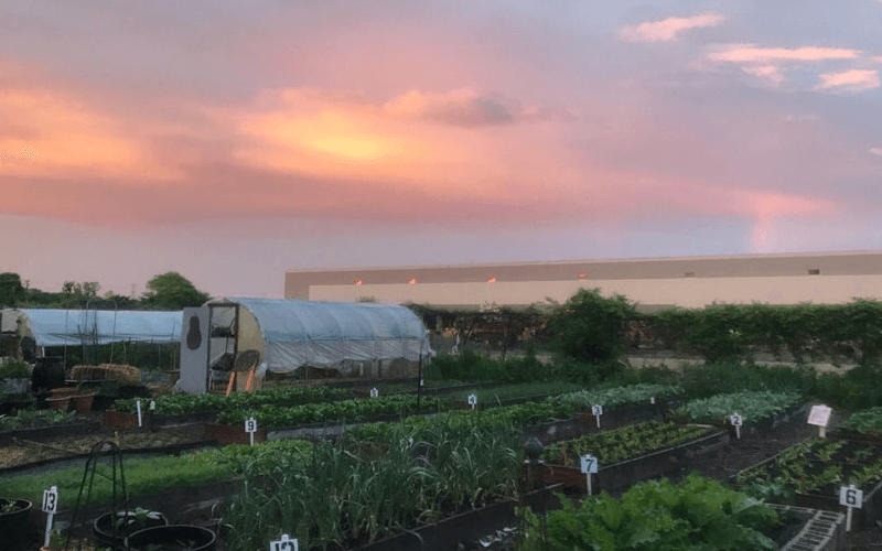 The Talking Farm fields