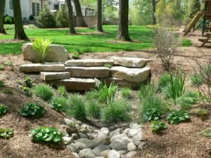 Variety of plants in a rain garden