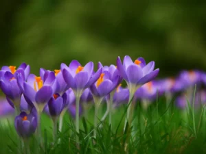 Plants to Bloom First In Milwaukee Wisconsin - Crocus