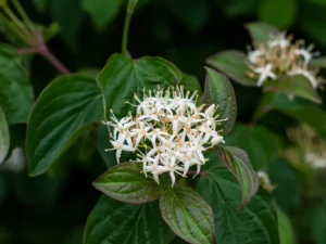 Plants to Bloom First In Milwaukee Wisconsin - Northern Roughleaf Dogwoods