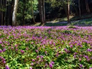 Plants to Bloom First In Milwaukee Wisconsin - Spring Ephemerals