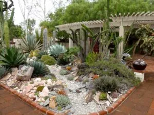 An outdoor living space with lots of cactuses