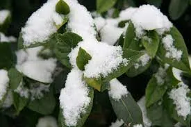 Will heavy snow kill my plants?