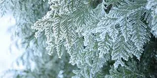 Which Plants Do the Best in Snow?