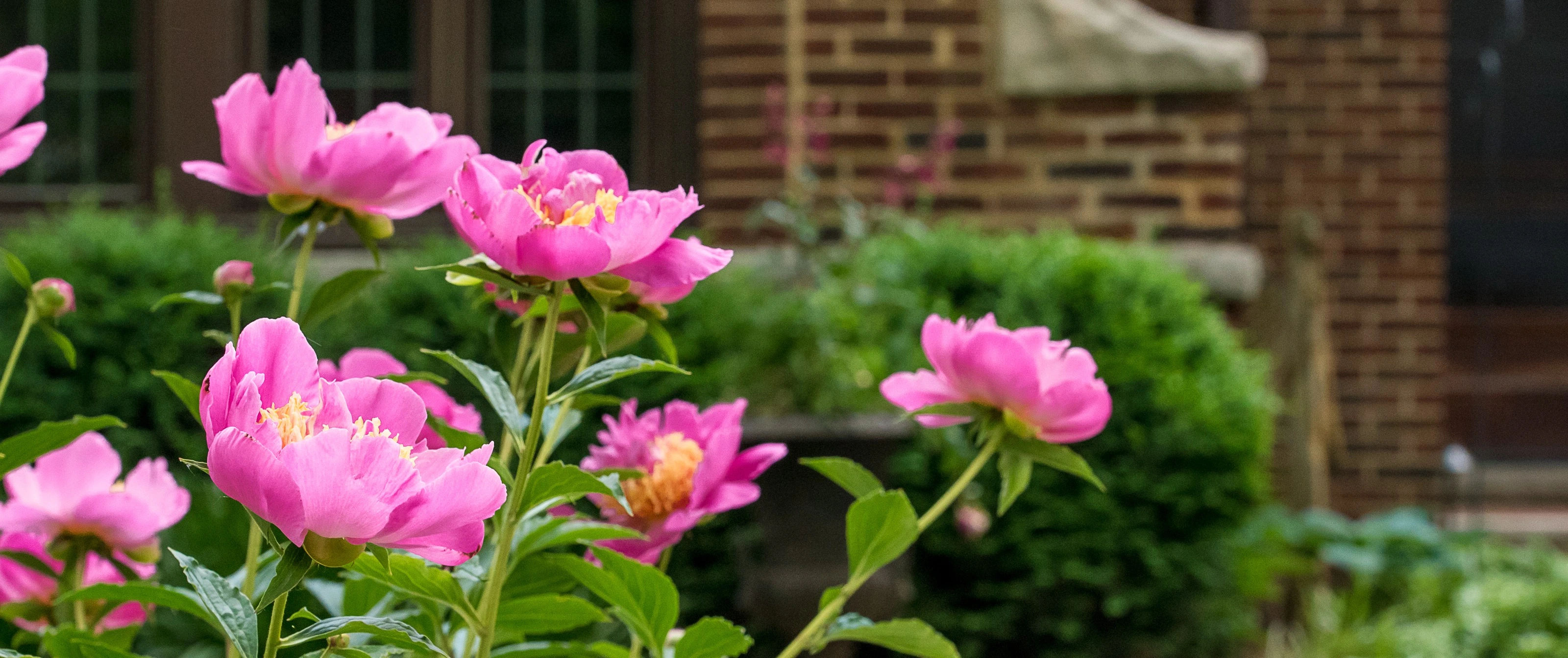 Landscape in Wauwatosa, WI, with colorful plants and green shrubs.