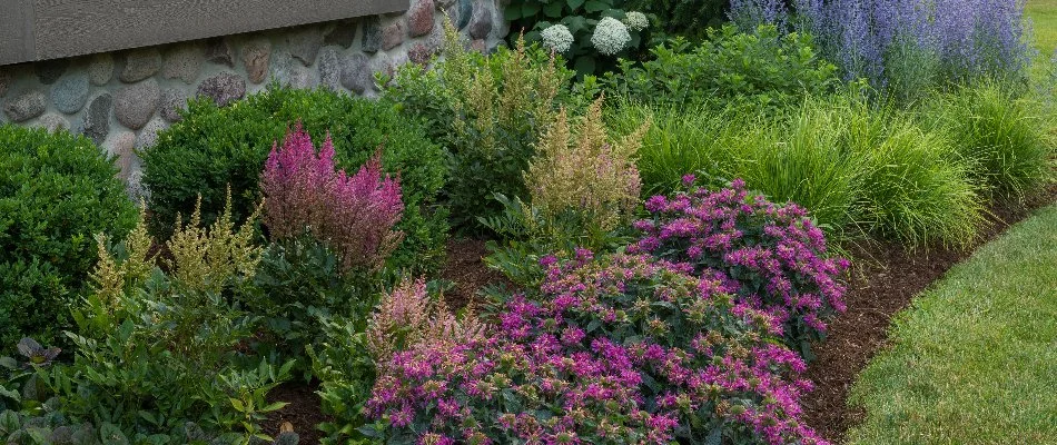 Landscape in Fox Point, WI, with purple flowers, shrubs, and mulch.