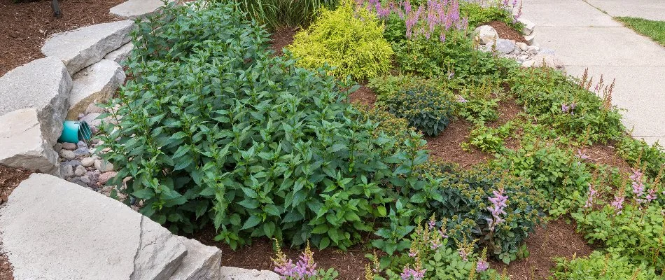 A rain garden in Milwaukee, WI, with plants and a drain.