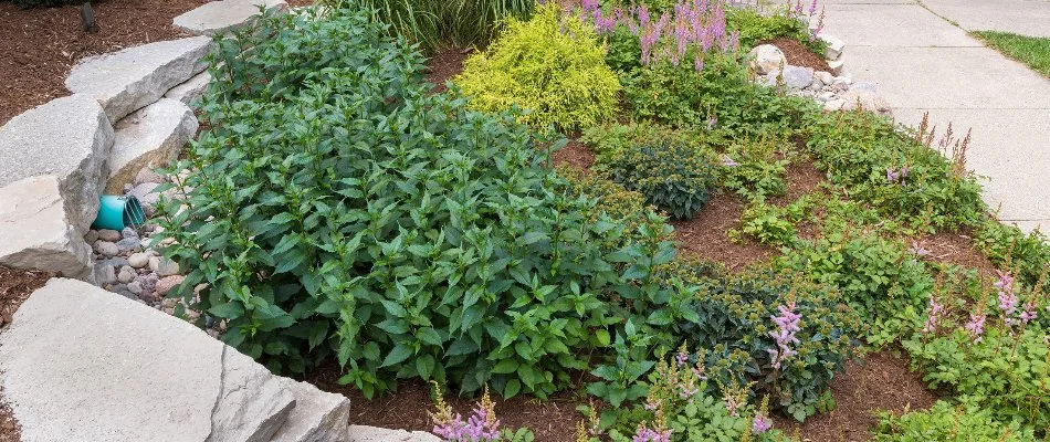 Rain garden filled with plants on property in Milwaukee, WI.