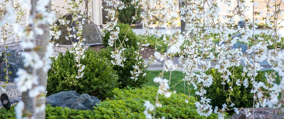 Landscape in Milwaukee, WI, with white flowers.