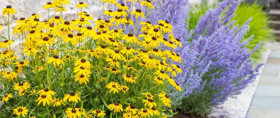 Yellow and purple flowers in a landscape in Shorewood, WI.