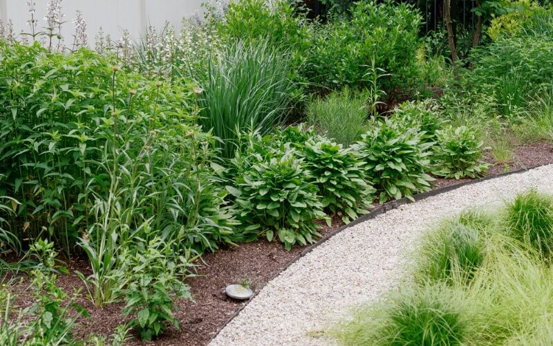 Sustainable backyard landscape with organic lawn