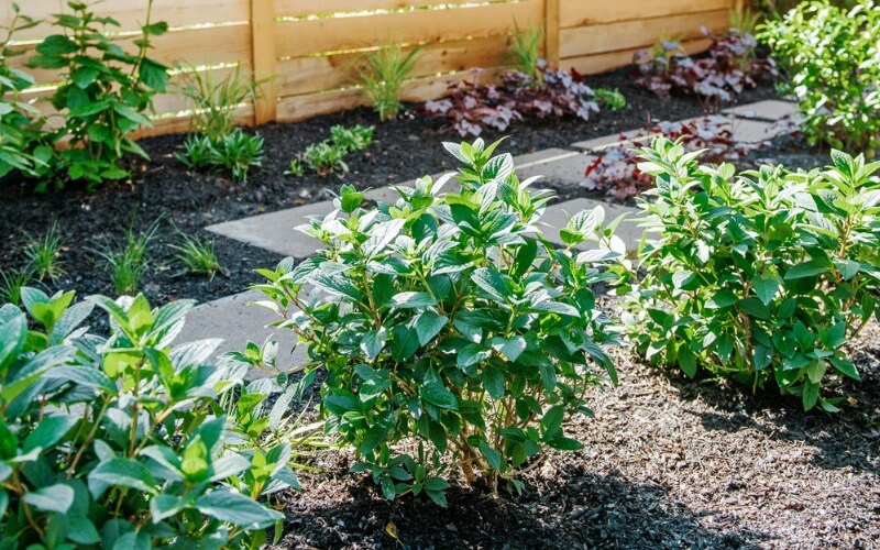 Professional Planting & Garden Installation