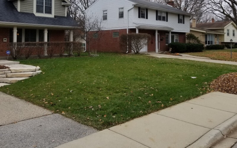 After overseeding - thick, healthy lawn