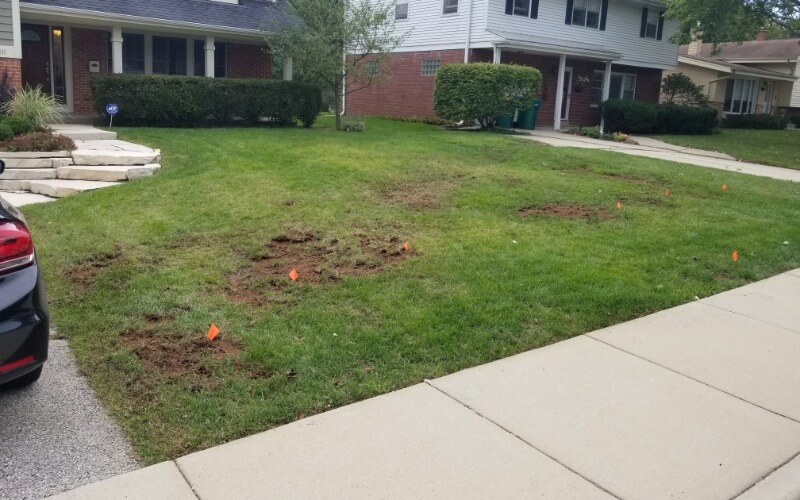 Before overseeding - thin lawn