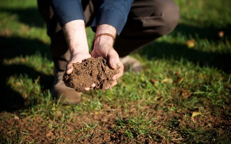 Lawn Aeration & Soil Health