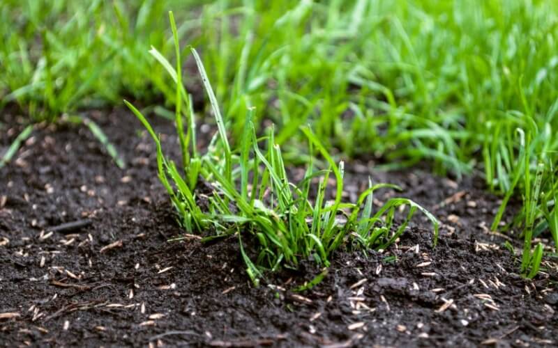 Healthy soil with organic aeration