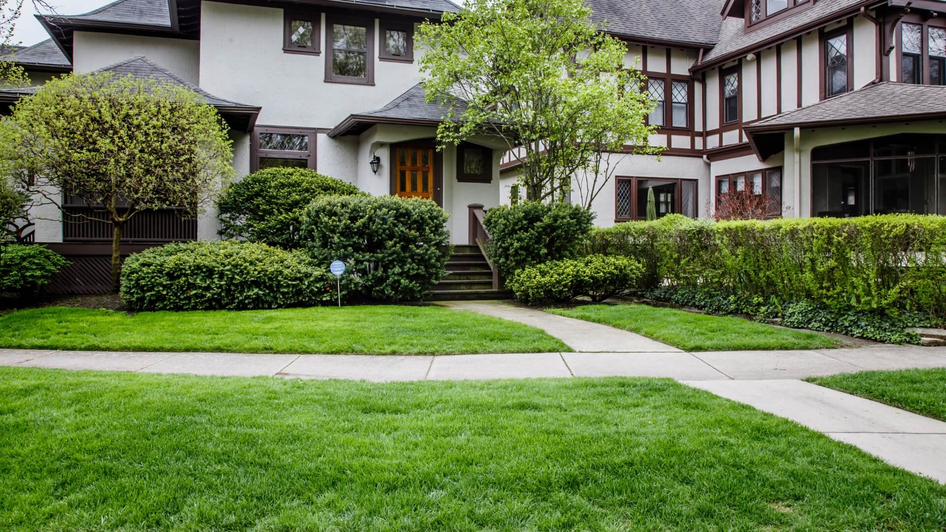 Healthy organic lawn with natural weed control