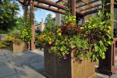 Potted colors by outdoor gazebo