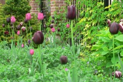 Various tulips in bloom