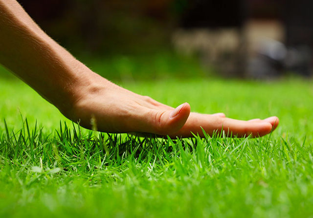 The Complete Seasonal Lawn Care Guide