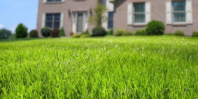 Lush grass in front of a house