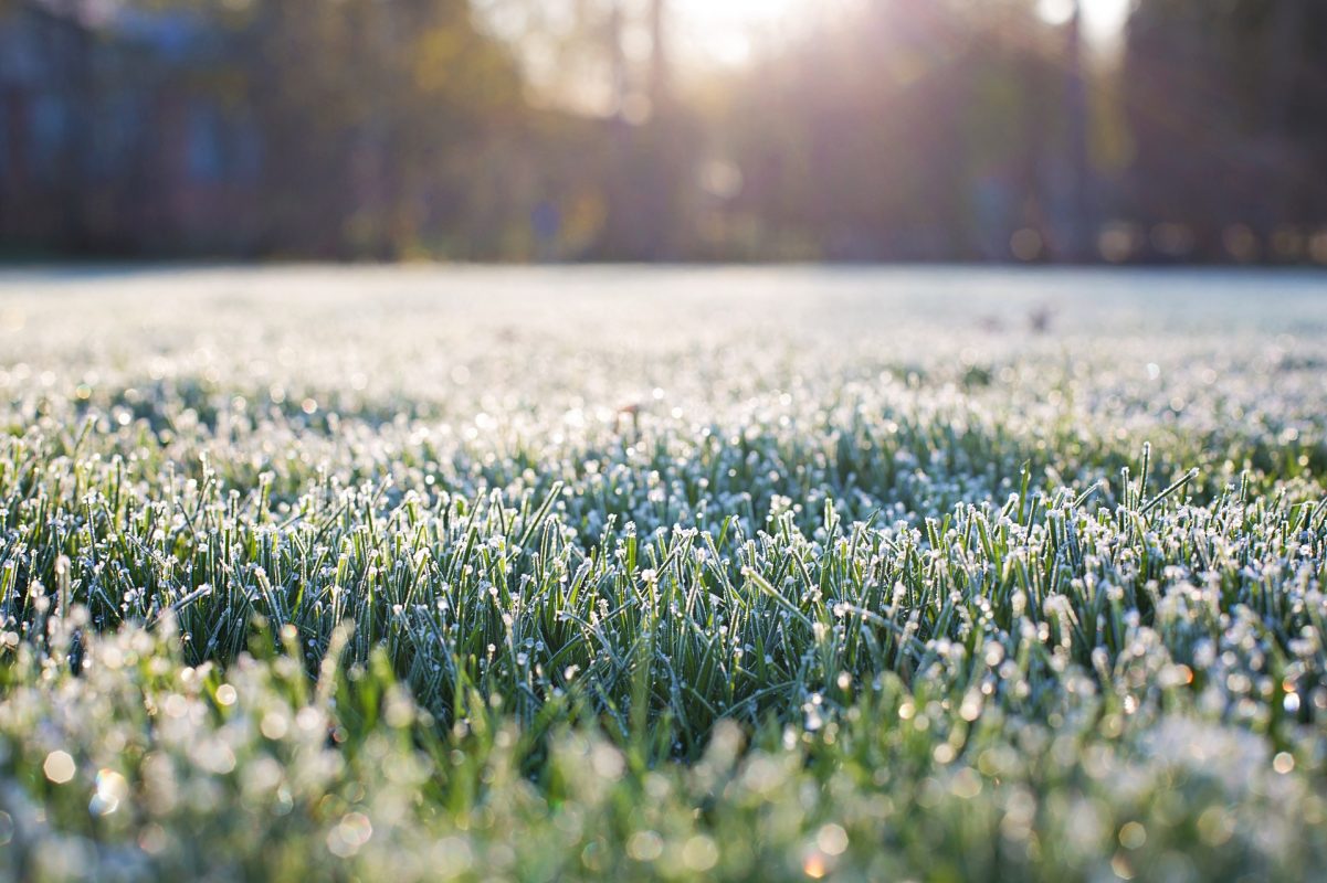 Frosty grass in winter