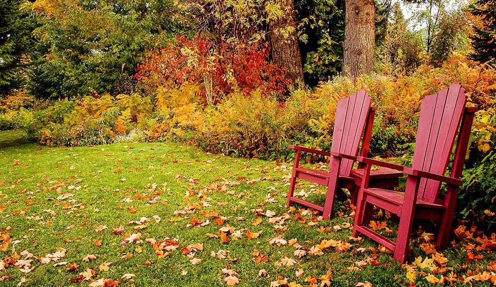 Healthy lawn with fallen leaves during autumn
