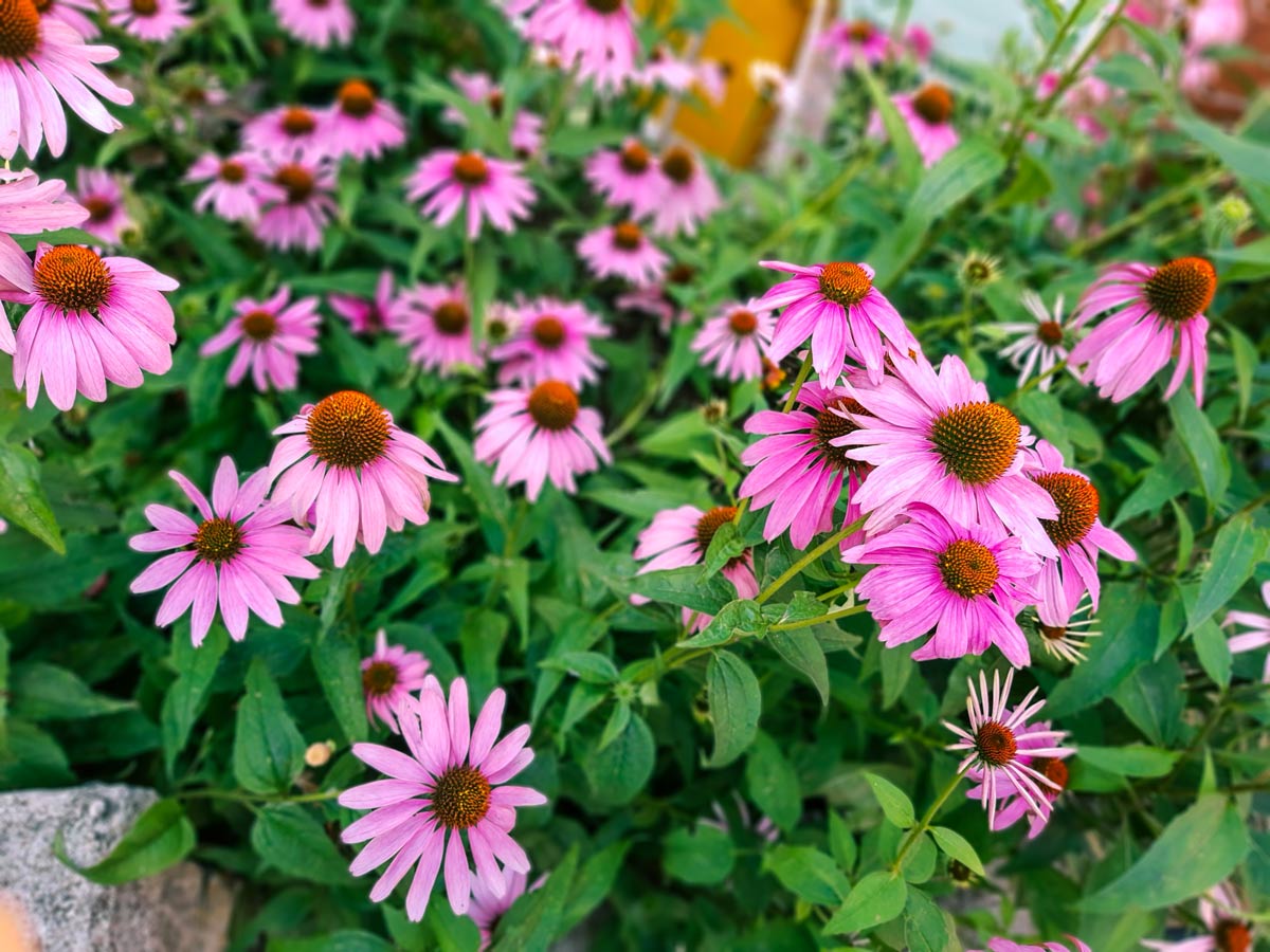 Purple Coneflower- The best plants for Milwaukee landscapes