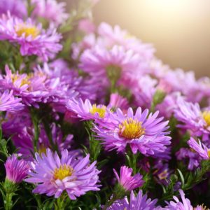 Violet Asters- The best plants for Milwaukee landscapes