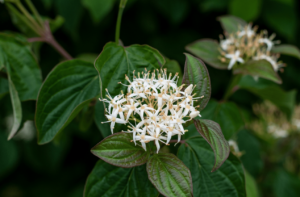 Plants To Bloom First In Milwaukee, Wisconsin: Northern Roughleaf Dogwood