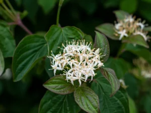 Plants To Bloom First In Milwaukee Wisconsin- Northern Roughleaf Dogwoods