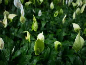 Plants To Bloom First In Milwaukee Wisconsin- Skunk Cabbage