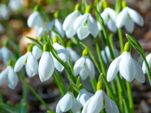 Plants To Bloom First In Milwaukee Wisconsin- Snowdrops