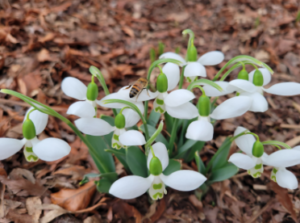 Plants To Bloom First In Milwaukee, Wisconsin: Snowdrops 