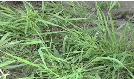 Stubborn Milwaukee Weeds : Quackgrass
